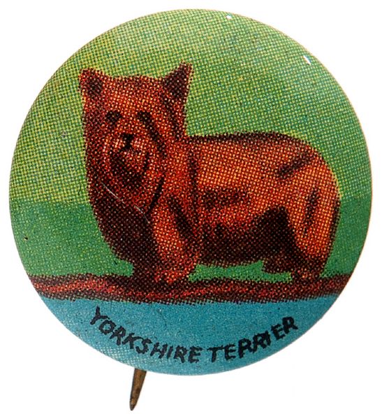 “YORKSHIRE TERRIER” LITHO DOG BUTTON FROM 1930s SET OF 35 BREEDS.