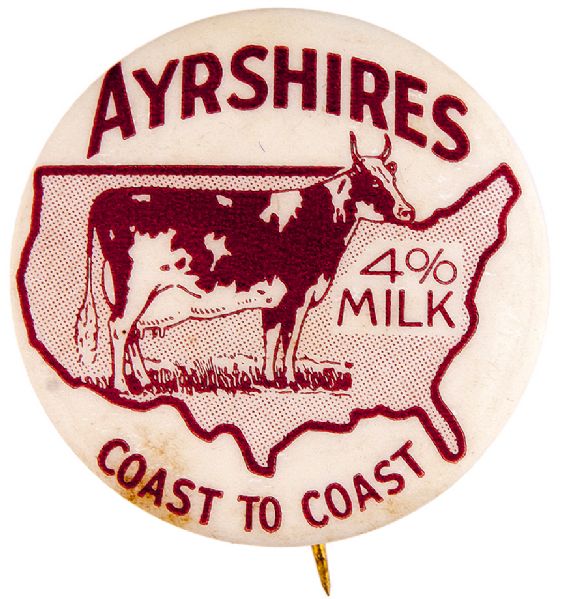 “AYERSHIRES 4% COAST TO COAST” SHOWING DAIRY COW ON U.S. MAP RARE ADVERTISING MILK BUTTON.
